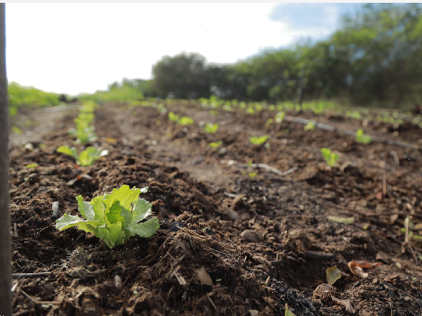 Fazenda Agroecológica resgata preceitos de Padre Cícero e fortalece agricultura sustentável